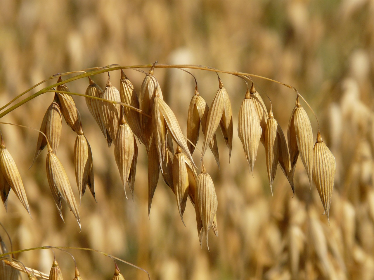 大麦・もち麦・押し麦の違い！ダイエットにはどっちが良い？栄養や糖質を比較！